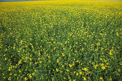 蓝洞将与Solana平台合作 开发区块链和NFT 游戏